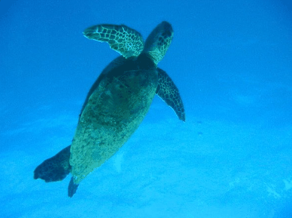 Big Cat Reality - ACT Tourism