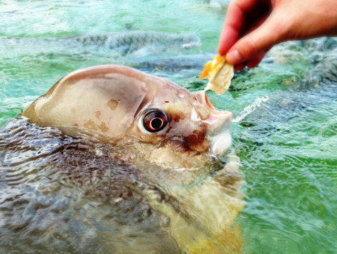 Aquascene Fish Feeding Sanctuary - ACT Tourism 1