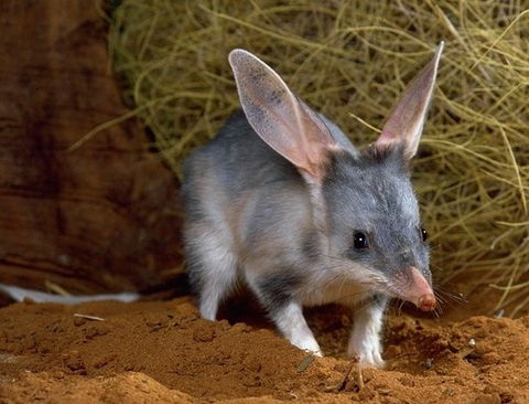 David Fleay Wildlife Park - ACT Tourism 2