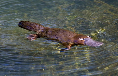 David Fleay Wildlife Park - ACT Tourism 4
