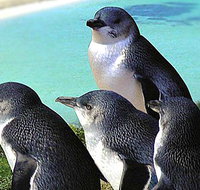 Rockingham Wild Encounters - ACT Tourism