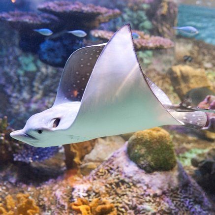 Melbourne Aquarium - ACT Tourism 4