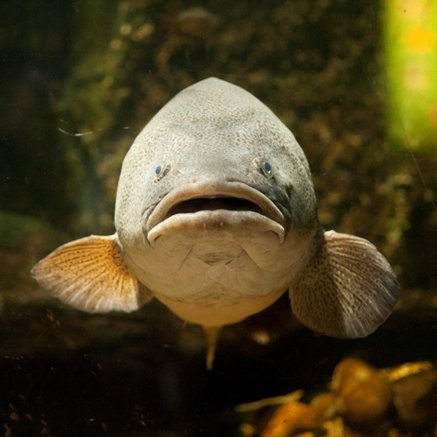 Melbourne Aquarium - ACT Tourism 5