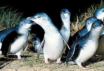 Bunyip Tours - ACT Tourism 4