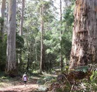 Warren River Loop Walk - ACT Tourism