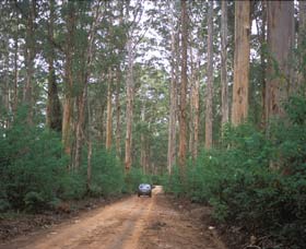 Boranup Drive - ACT Tourism 0