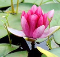 The Lotus Day Spa and Retreat - ACT Tourism