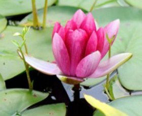 The Lotus Day Spa And Retreat - ACT Tourism 0