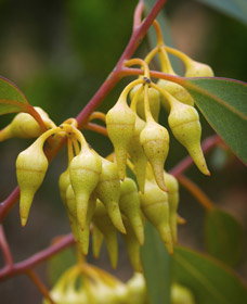 Mount Short Scenic Drive - ACT Tourism 0