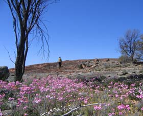 Talgomine Reserve - ACT Tourism 0