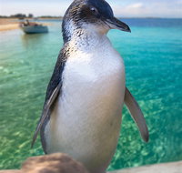 Penguin Island - ACT Tourism