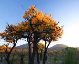 Cape Le Grand National Park - ACT Tourism 0