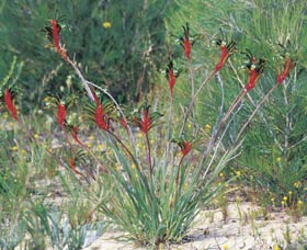 Kalbarri Wildflower Centre - ACT Tourism 0