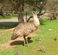 Minlaton Fauna Park - ACT Tourism