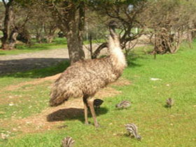 Minlaton Fauna Park - ACT Tourism 0