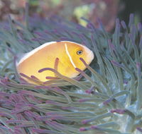 Rowley Shoals - ACT Tourism