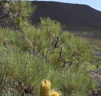 Lesueur Walk Trail Mount Lesueur - ACT Tourism