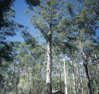 Diamond Tree Lookout Manjimup - ACT Tourism