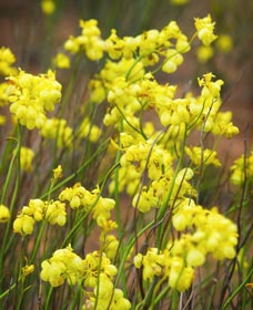 Mount Madden Scenic Drive - ACT Tourism 0