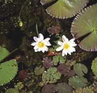 Parry Lagoons Nature Reserve - ACT Tourism