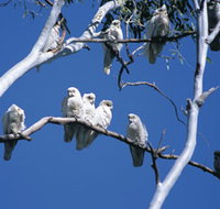 Carawine Gorge - ACT Tourism