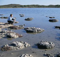 Lake Thetis Stromatolites - ACT Tourism
