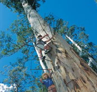 Dave Evans Bicentennial Tree - ACT Tourism