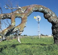 Greenough Leaning Trees - ACT Tourism