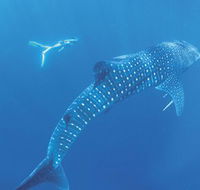 Ningaloo Marine Park - ACT Tourism