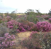 Reynoldson's Flora Reserve - ACT Tourism