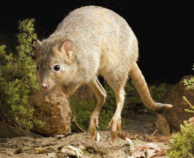 Kanyana Wildlife - ACT Tourism 0