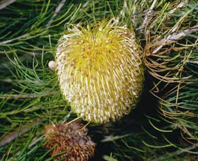 FR Berry Reserve - ACT Tourism 0