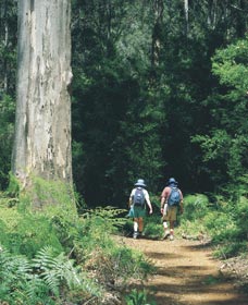 Gloucester Tree - ACT Tourism 0