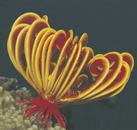 Muiron Islands - ACT Tourism