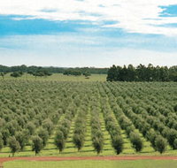 Fini Olives - ACT Tourism