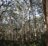 Boranup Karri Forest - ACT Tourism