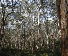 Boranup Karri Forest - ACT Tourism 0