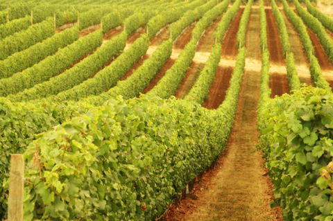 Xanadu Wines - ACT Tourism 0