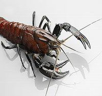 Andermel Marron - ACT Tourism