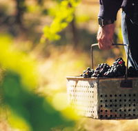 Burge Family Winemakers - ACT Tourism