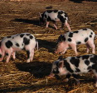 Will's Rare Breeds Farm - ACT Tourism