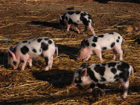 Will's Rare Breeds Farm - ACT Tourism 0