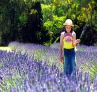 Brayfield Park Lavender Farm - ACT Tourism