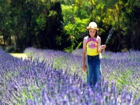 Brayfield Park Lavender Farm - ACT Tourism 0