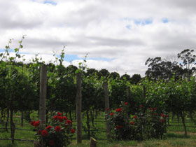 Manyara Vineyard - ACT Tourism 0