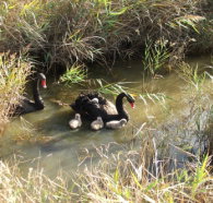 Tamar Island Wetlands Reserve and Interpretation Centre - ACT Tourism