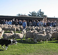 Curringa Farm - Accommodation and Farm Tours - ACT Tourism