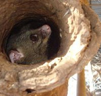 Mulga Sanctuary and Wildlife Park - ACT Tourism