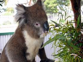 Glen-Forest Tourist Park - ACT Tourism 0