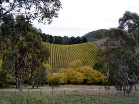 Mt Bera Vineyards - ACT Tourism 0